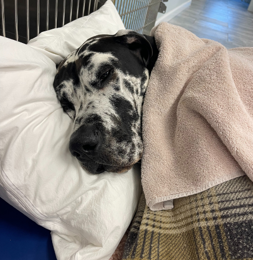 Dog peacefully laying in a hospital bed.